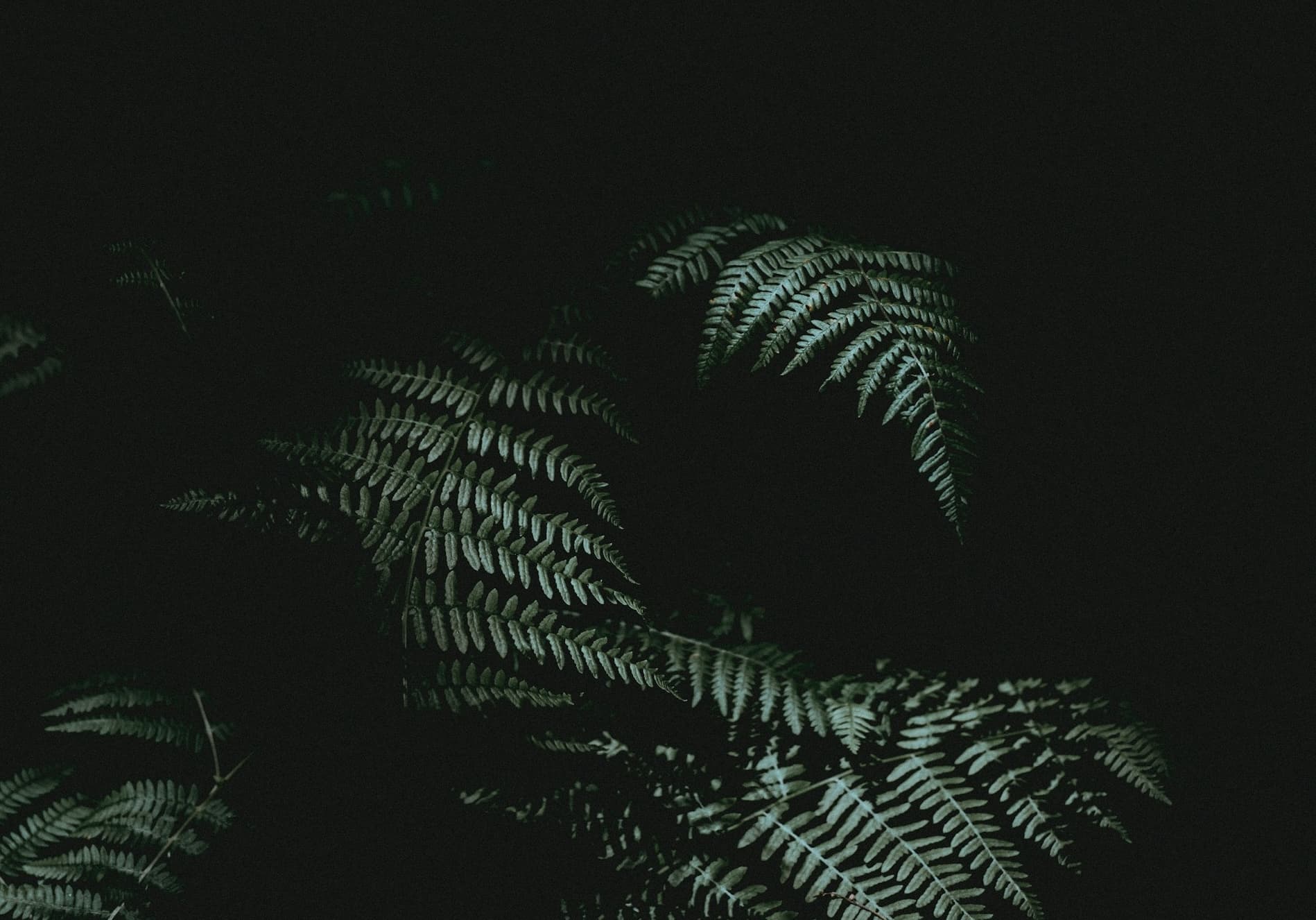 For the Sake of Peace, I Choose to Be Wounded